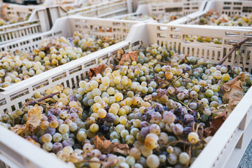 Plastic crates of freshly harvested yellow grapes in Sicily, Italy 