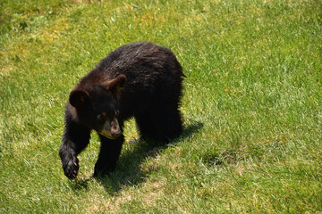 Cute Black Bear Cub in a Large Grass Field