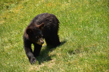 Picture Perfect Black Bear Cub in a Field