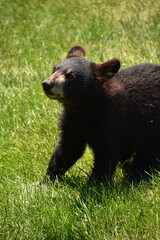 Adorable Black Bear Cub Looking Super Cute