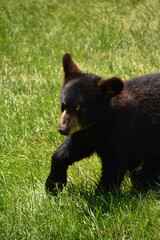 Fototapeta premium Looking to the Face of a Precious Black Bear Cub