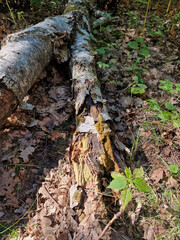 An overturned trunk of an old birch tree in the Lagiewniki Forest near the city of Lodz, on a sunny autumn day.