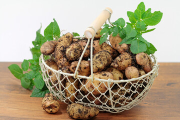 Potatoes, variety Bamberger Hörnchen from organic cultivation, presented earthy