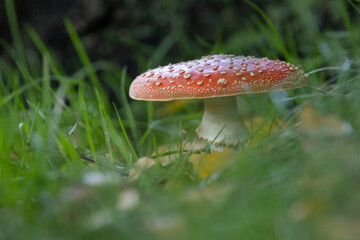 red fly agaric in the meadow