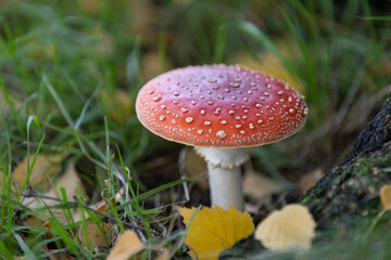 red fly agaric in the meadow