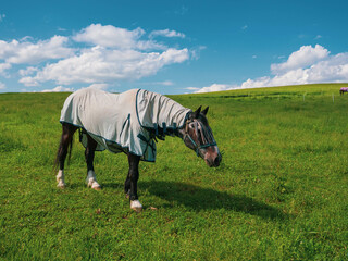 horse with fly protection mask grazing on a meadow. Horse eating grass outdoors in anti mosquito...