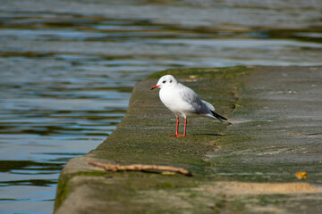 seagull on the harbour