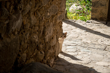 Angry street cat peeking out from behind the wall of the house. Mauntain village Kakopetria in Cyprus