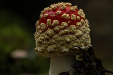 grzyb na ściółce muchomor czerwony w mchu © Colorful Soul