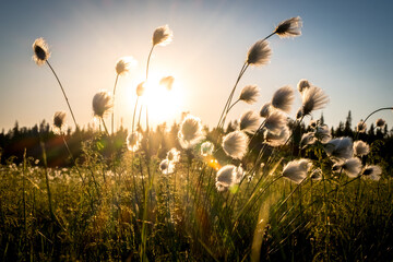 Summer Karelian landscape. Cotton grass flowers in the Karelian swamp at sunset. Sun rays through the grass