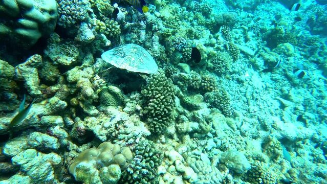 swimming fish and turtle. underwater video.Waterproof photo and video equipment 