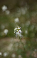 flor