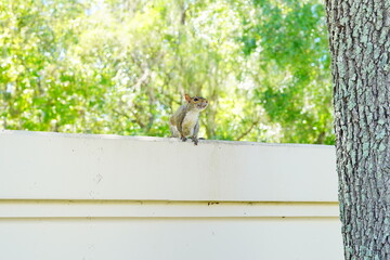 Squirrel rapidly wag its tail on the tree