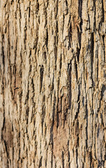 Obraz premium bark of a tree