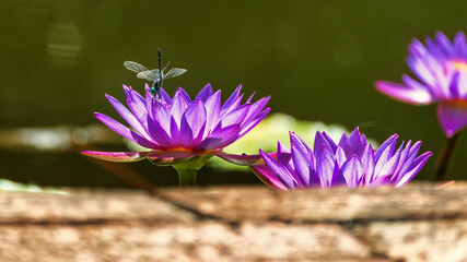 Dragonfly purple water lily