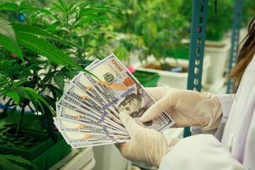 Closeup female scientist holding dollar banknotes money after gratifying profiting from selling medicinal cannabis grown and extracted from a curative cannabis farm in grow facility.