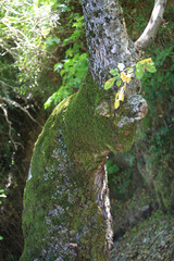 dry tree branch, Old tree trunk in moroccan forest with grass on it,
