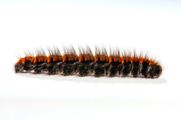 Macrothylacia rubi, the fox moth, caterpillar