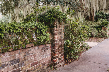Red brick wall with ferns and spanish moss by sidewalk