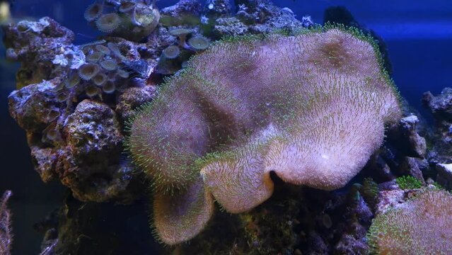 huge leather coral, healthy animal on live rock coquina stone in tender water flow, popular simple hardy species pet for marine aquarium beginners, organism capitulum with tentacles, actinic LED light