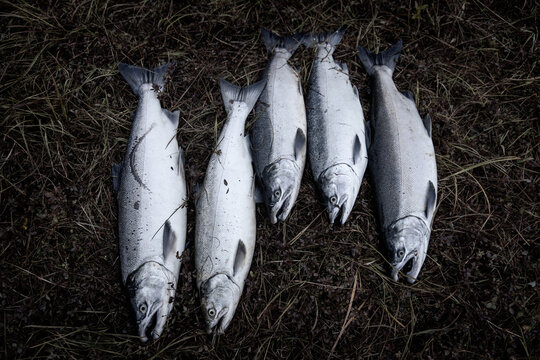 Five Fresh Caught Coho Salmon Fish Laying Dead On The Gress