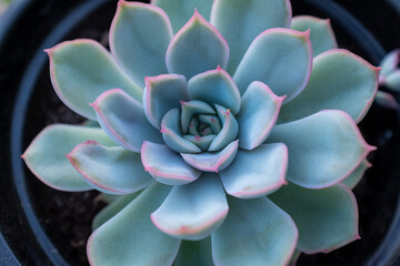 Succulent rosette in pot, top view. Composition of light blue echeveria plant with red tips for a poster, calendar, post, screensaver, wallpaper, postcard, banner, cover, website. High quality photo