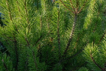 Natural background of young pine branches, close-up. Growing new pine. Pine branches with green needles for branding, calendar, postcard, screensaver, wallpaper, poster, banner, cover, website