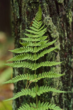 Fern leaf patterned against the background of a pine tree trunk in autumn in the forest