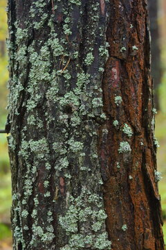 Tree trunk with lichen in the forest