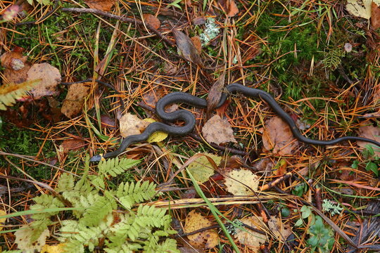 snake in the autumn forest