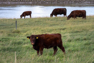 Brown cows on the bank of the river Nene on a autumn afternoon, Lincolnshire, East of England