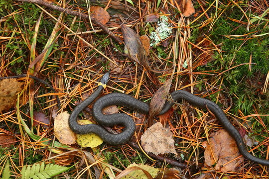 Snake in the autumn forest