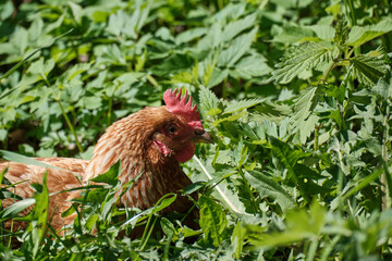 Brown chicken with red crest in mixed grass on a sunny summer day. Close-up. Selective focus.