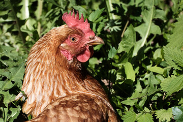 Brown chicken with a red crest on a background of green grass on a sunny summer day. Close-up. Selective focus.