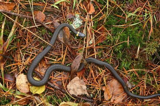 Creeping snake in the forest in autumn