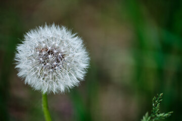 Close-up of a beautiful dandelion on a blurry background. Space for lettering and design. Selective focus.