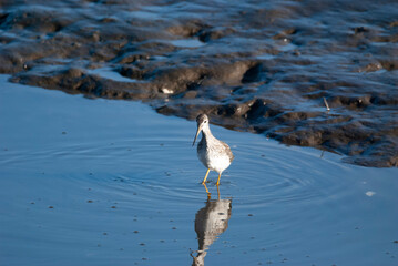 Greater Yellowlegs in the Marsh