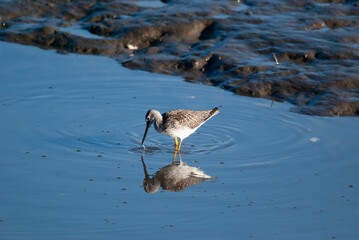 Greater Yellowlegs in the Marsh