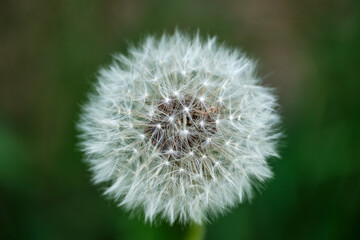 Close-up of a beautiful dandelion on a blurry background. Selective focus.