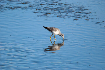 Greater Yellowlegs in the Marsh