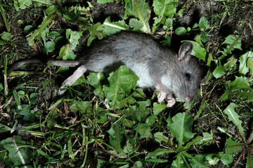 Gray mouse is lying in the green grass. Nature and rodents. Close-up. Selective focus.