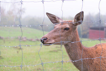 Deer female behind the fence in enclosure for animals in the park. Wild animal living in captivity....