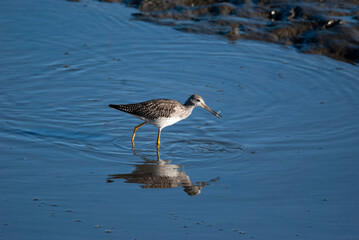 Greater Yellowlegs in the Marsh