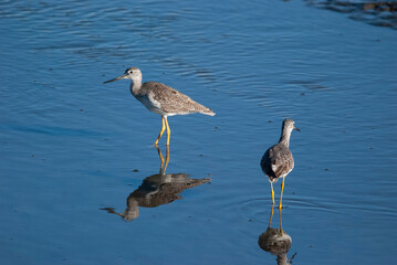 Greater Yellowlegs in the Marsh