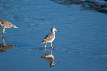 Greater Yellowlegs in the Marsh