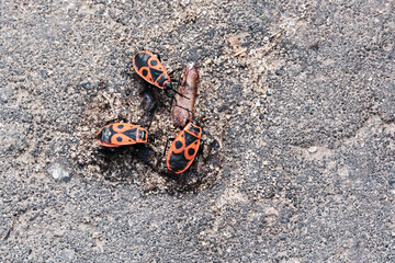 Three beetles, known as firefighters or soldiers, on an asphalt road. Close-up. Selective focus.