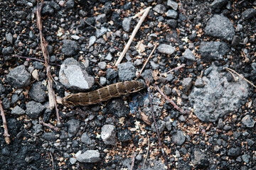 Beautiful large caterpillar crawls among dry branches and small stones. Selective focus.