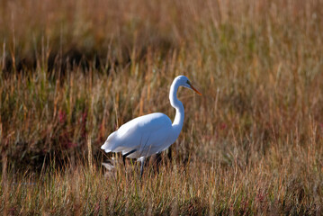 Great Egret and Mallard in the Marsh