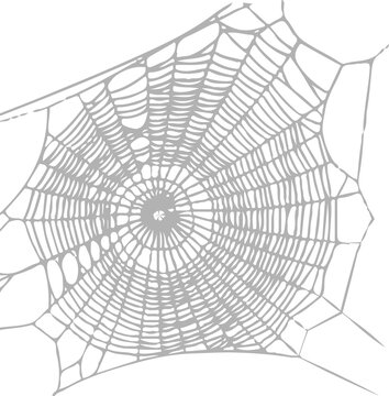Illustrated Spider Web