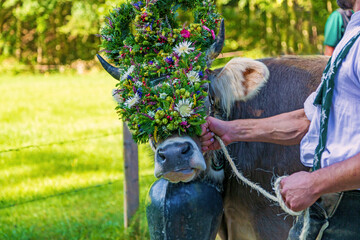 Viehscheid - Kraft - Allg&auml;u - Almabtrieb - Kranzkuh